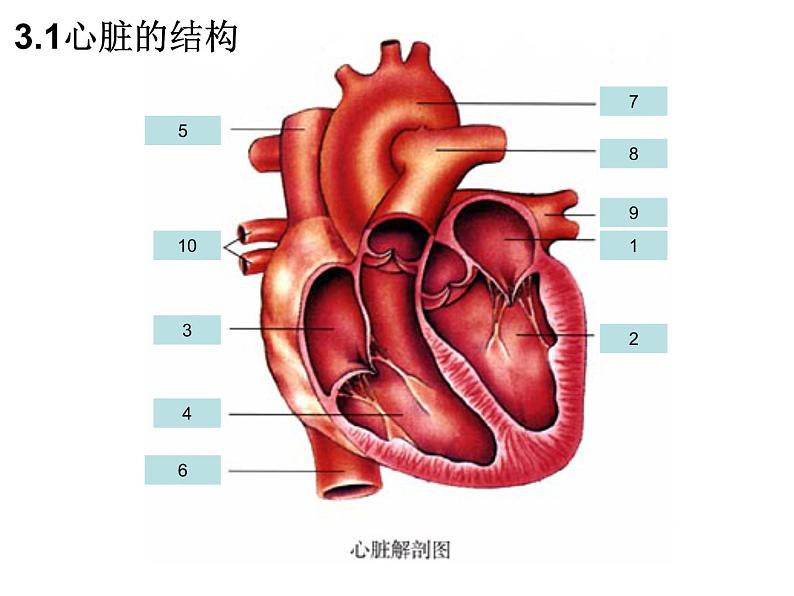 （人教七下）4.4.3 输送血液的泵—心脏 第1课时第6页