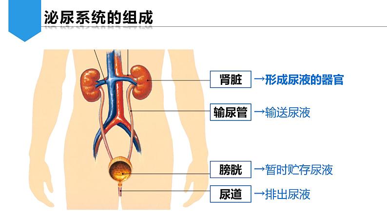 （人教七下）4.5.1 人体内废物的排出  第1课时第6页