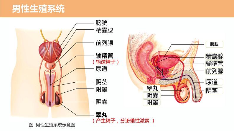 （人教七下）4.1.2 人的生殖第7页