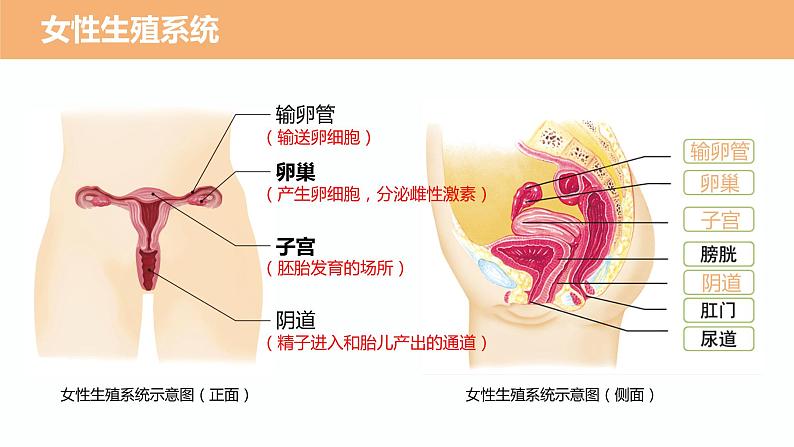 （人教七下）4.1.2 人的生殖第8页