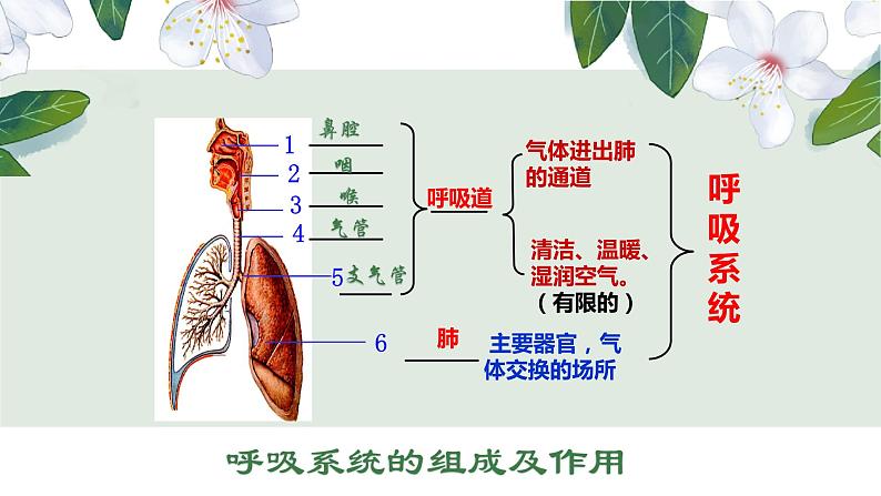 （人教七下）4.3.2 发生在肺内的气体交换（第一课时） 课件02