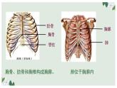（人教七下）4.3.2 发生在肺内的气体交换（第一课时） 课件