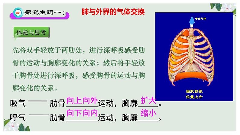 （人教七下）4.3.2 发生在肺内的气体交换（第一课时） 课件05