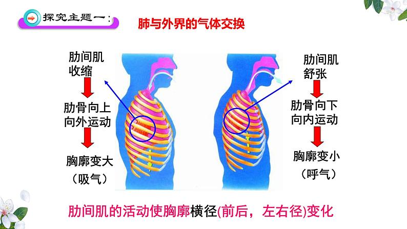 （人教七下）4.3.2 发生在肺内的气体交换（第一课时） 课件07