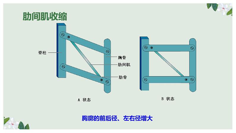 （人教七下）4.3.2 发生在肺内的气体交换（第一课时） 课件08