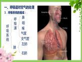 （人教七下）4.3.1 呼吸道对空气的处理 课件