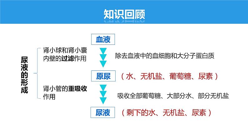 4.5.1 人体内废物的排出课件第2页