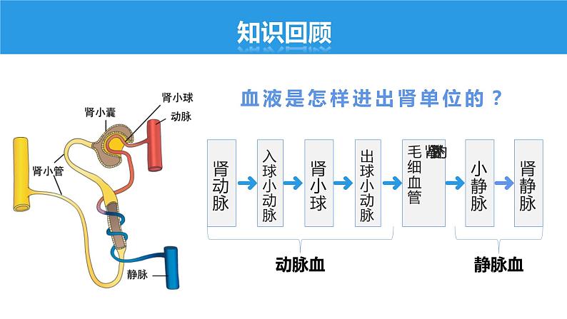 4.5.1 人体内废物的排出课件第3页