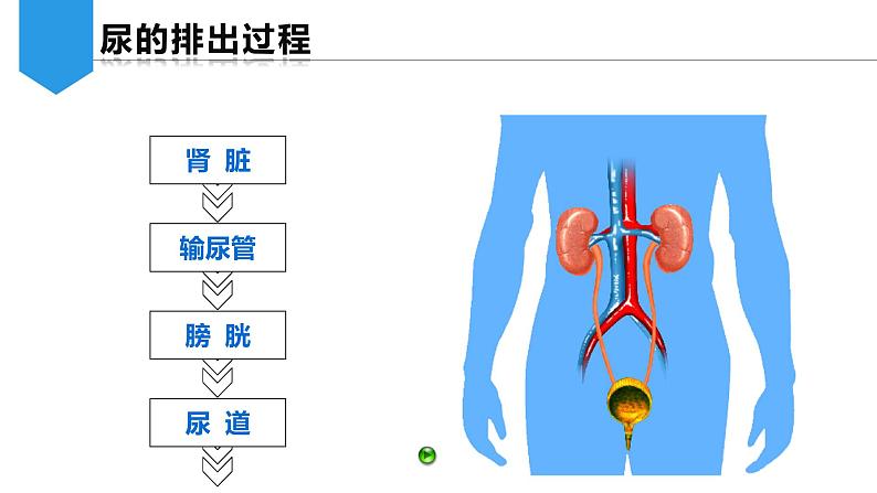 4.5.1 人体内废物的排出课件第7页