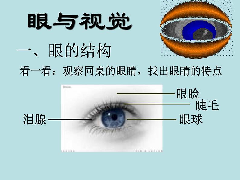 2020—2021学年人教版生物七年级下册4.6.1人体对外界环境的感知 课件（31张PPT）05