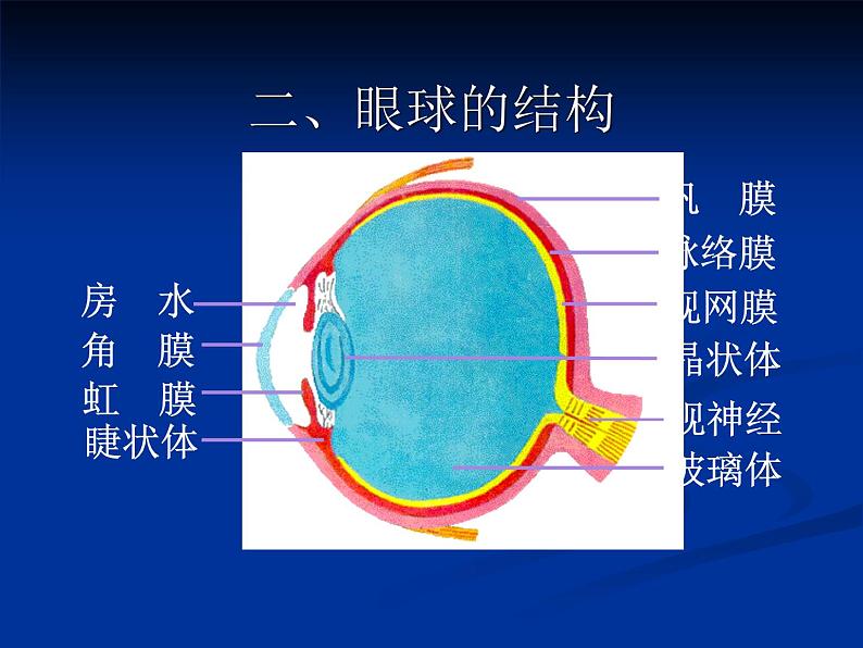 2020—2021学年人教版生物七年级下册4.6.1人体对外界环境的感知 课件（31张PPT）06