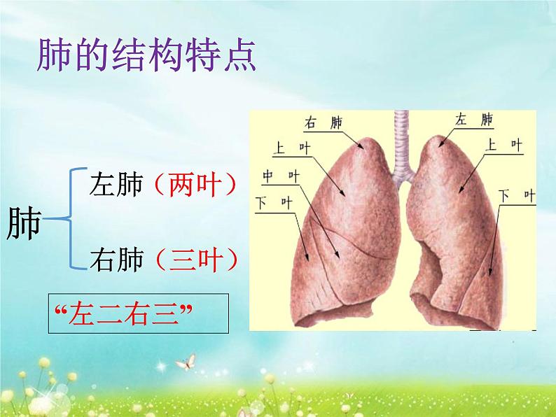 （人教七下）4.3.2 发生在肺内的气体交换 © 玖叁第4页