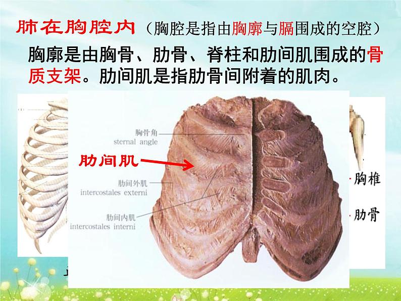 （人教七下）4.3.2 发生在肺内的气体交换 © 玖叁第6页