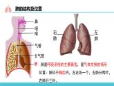 （人教七下）4.3.2 发生在肺内的气体交换 by丁香雨巷少女与梦  课件