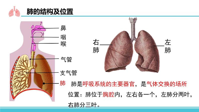 （人教七下）4.3.2 发生在肺内的气体交换 by丁香雨巷少女与梦  课件04