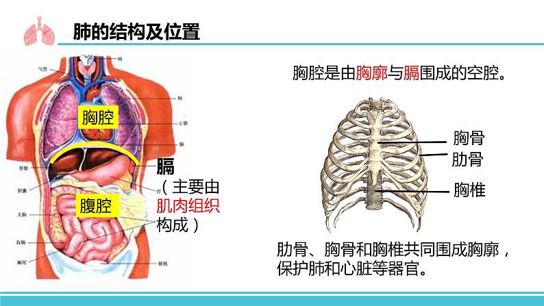 （人教七下）4.3.2 发生在肺内的气体交换 by丁香雨巷少女与梦  课件05