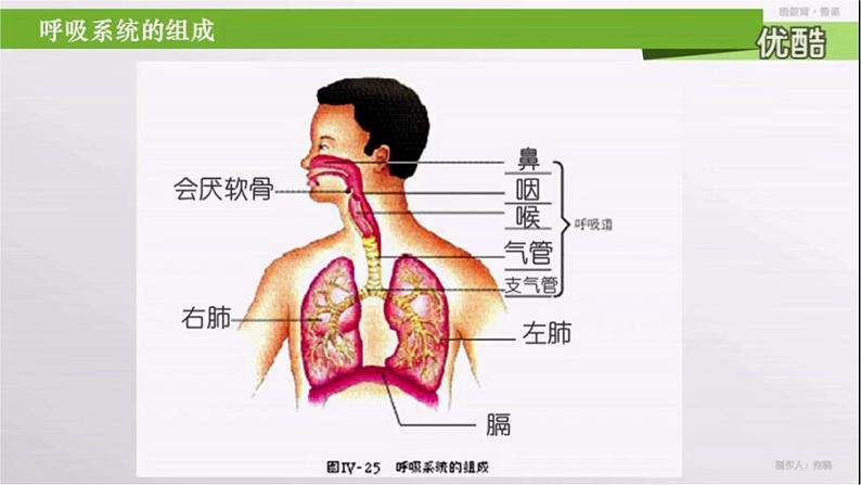 （人教七下）4.3.1 呼吸道对空气的处理  课件第7页