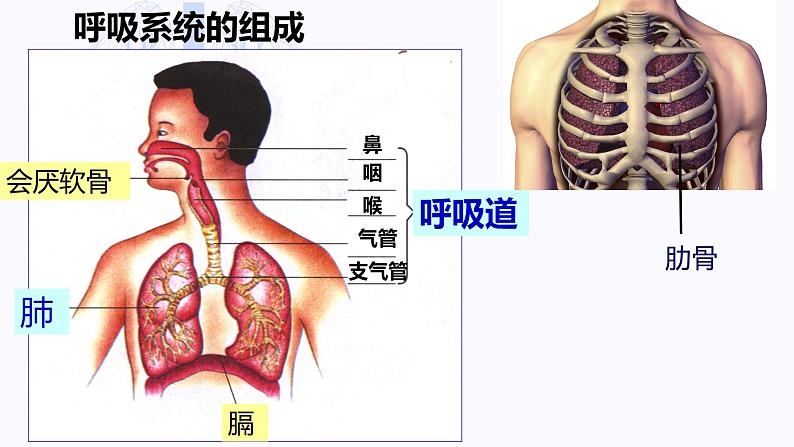 （人教七下）4.3.1 呼吸道对空气的处理 © 梁小嫻 课件第6页