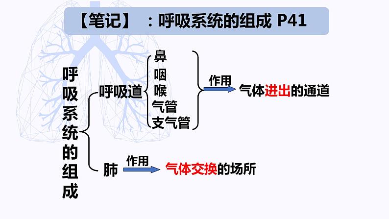 （人教七下）4.3.1 呼吸道对空气的处理 © 梁小嫻 课件第7页