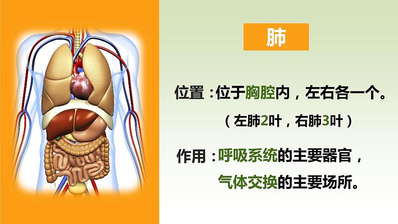 （人教七下）4.3.2 发生在肺内的气体交换（第一课时）by 岳老师 课件04