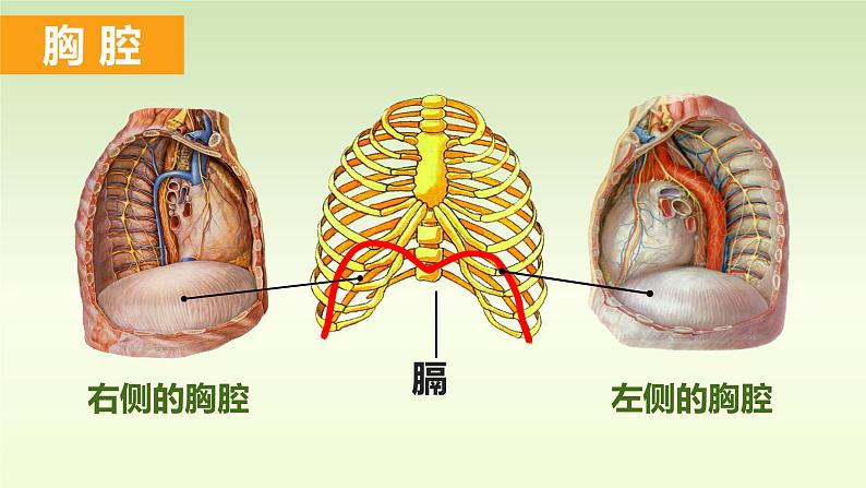 （人教七下）4.3.2 发生在肺内的气体交换（第一课时）by 岳老师 课件05