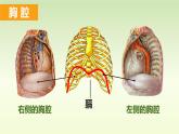 （人教七下）4.3.2 发生在肺内的气体交换（第一课时）by 岳老师 课件