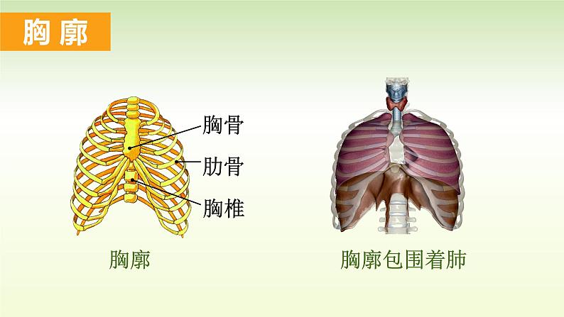 （人教七下）4.3.2 发生在肺内的气体交换（第一课时）by 岳老师 课件06