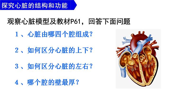 （人教七下）4.4.3  输送血液的泵—心脏 © 歪妹儿课件第6页