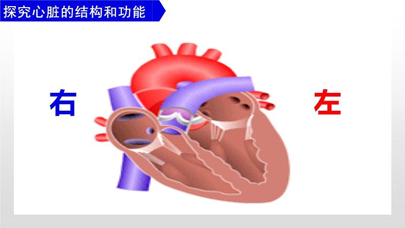 （人教七下）4.4.3  输送血液的泵—心脏 © 歪妹儿课件第8页