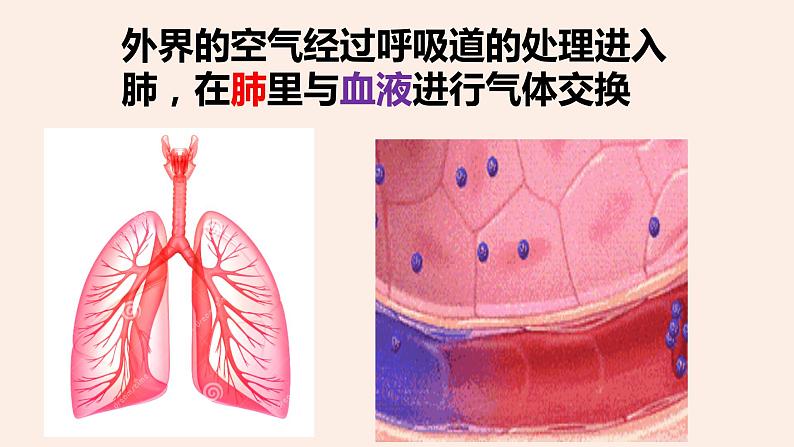 （人教七下）4.3.2 发生在肺内的气体交换 by 叶美英课件04