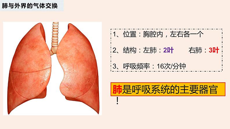 （人教七下）4.3.2 发生在肺内的气体交换 by 叶美英课件05