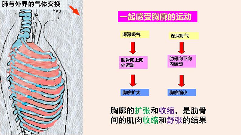 （人教七下）4.3.2 发生在肺内的气体交换 by 叶美英课件07