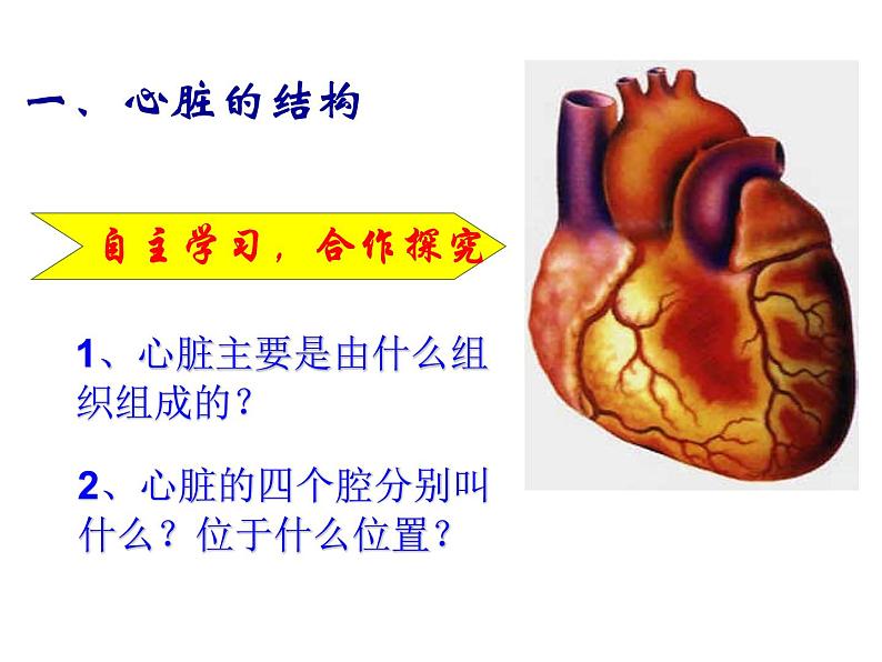 （人教七下）4.4.3 输送血液的泵-心脏 © 小花花课件第6页