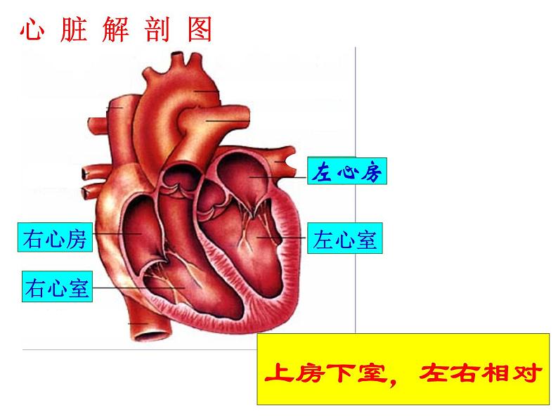 （人教七下）4.4.3 输送血液的泵-心脏 © 小花花课件第8页