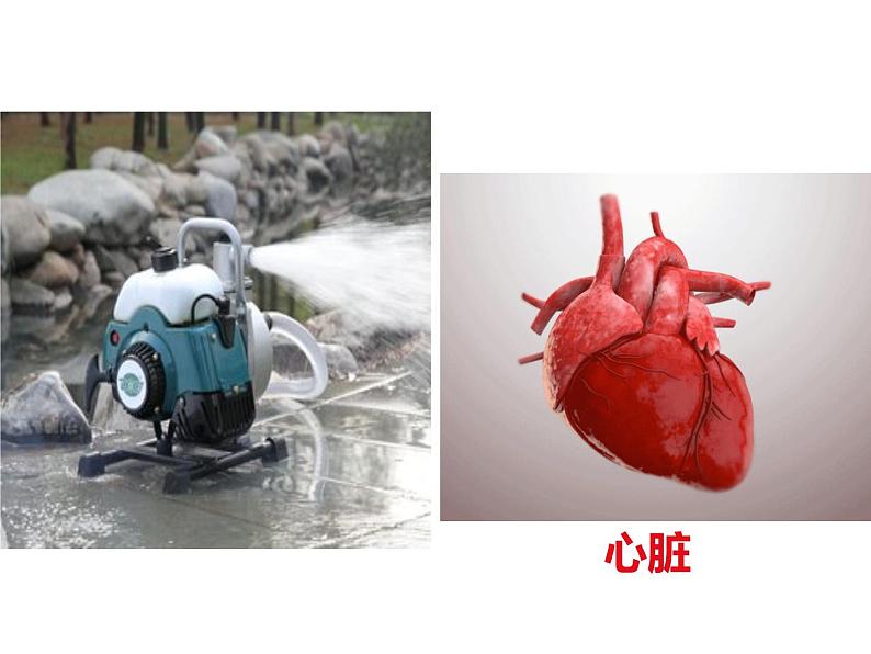 （人教七下）4.4.3 输送血液的泵心脏© 坞陵课件01