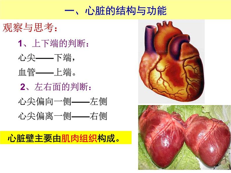（人教七下）4.4.3 输送血液的泵心脏© 坞陵课件04