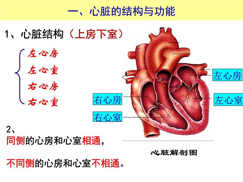 （人教七下）4.4.3 输送血液的泵心脏© 坞陵课件05