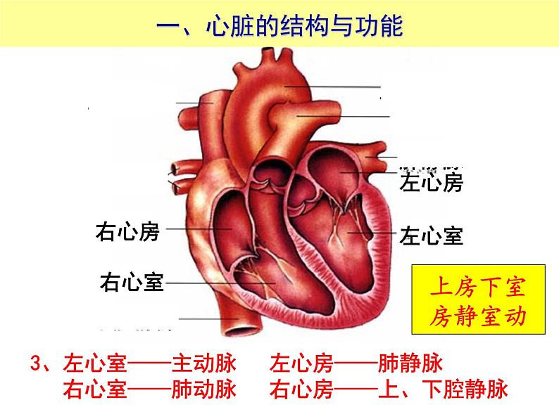 （人教七下）4.4.3 输送血液的泵心脏© 坞陵课件06