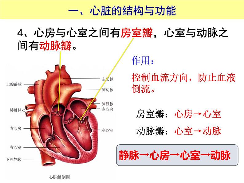 （人教七下）4.4.3 输送血液的泵心脏© 坞陵课件07