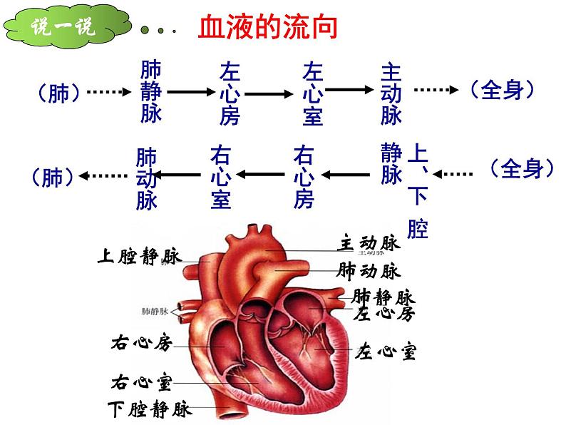 （人教七下）4.4.3 输送血液的泵心脏© 坞陵课件08