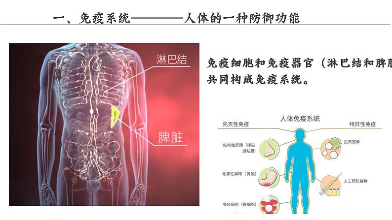 （北师大七下）13.3 人体的免疫课件第5页