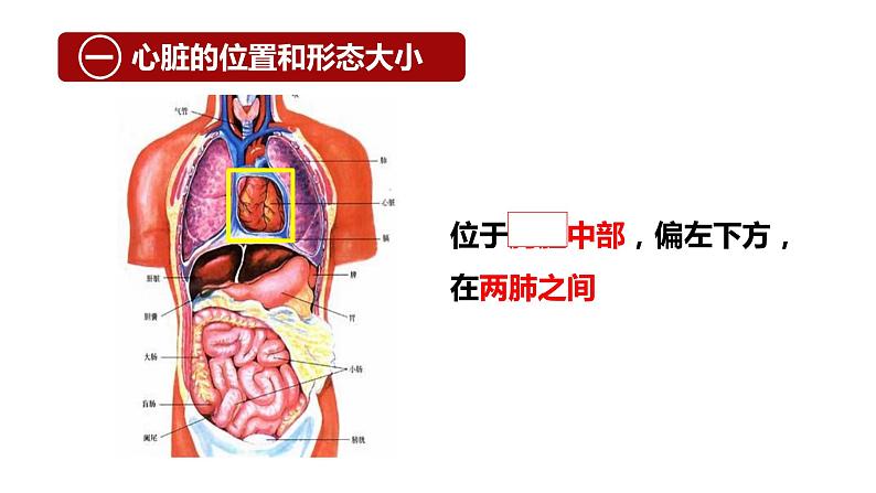 （人教七下）4.4.3 输送血液的泵——心脏 © 梁小嫻课件第3页