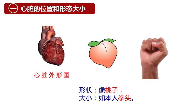 （人教七下）4.4.3 输送血液的泵——心脏 © 梁小嫻课件第4页