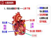 （人教七下）4.4.3 输送血液的泵——心脏 © 梁小嫻课件