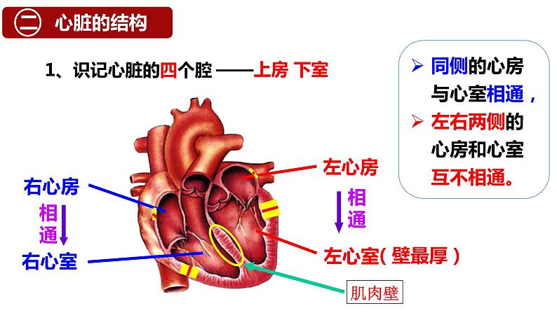 （人教七下）4.4.3 输送血液的泵——心脏 © 梁小嫻课件第5页