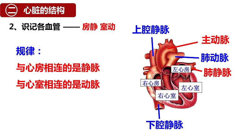 （人教七下）4.4.3 输送血液的泵——心脏 © 梁小嫻课件第6页