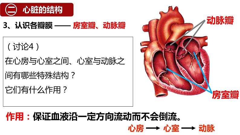 （人教七下）4.4.3 输送血液的泵——心脏 © 梁小嫻课件第7页