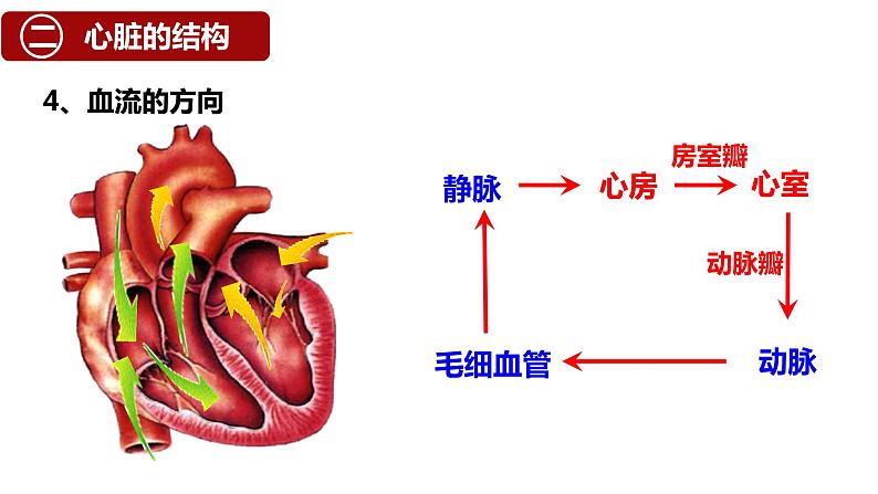 （人教七下）4.4.3 输送血液的泵——心脏 © 梁小嫻课件第8页