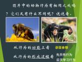 （北师大八上）5.16.1 先天性行为和后天学习行为 0课件