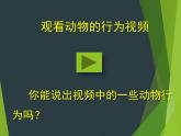 （北师大八上）5.16.1 先天性行为和后天学习行为课件